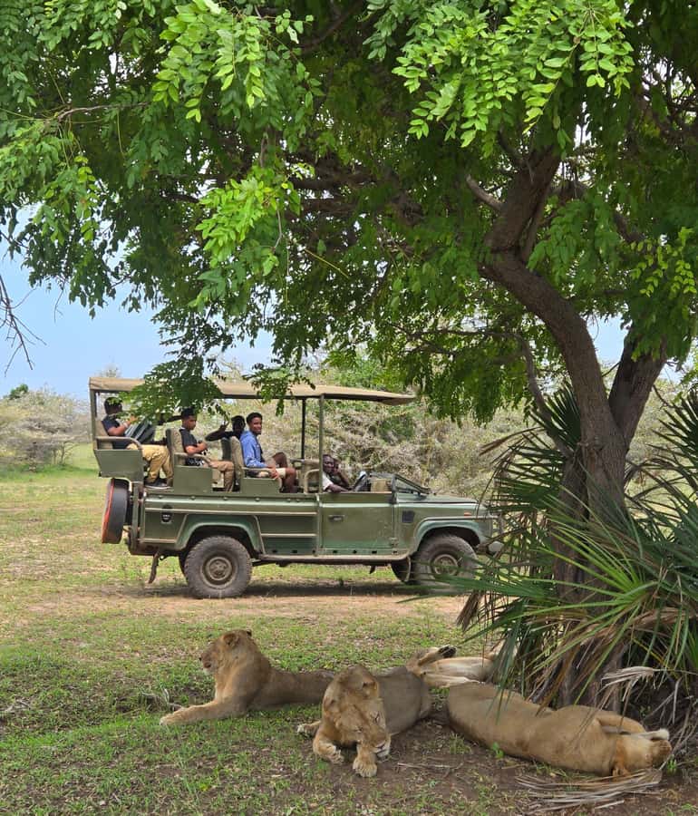 Zanzibar: Fly to Nyerere National Park – 2-Day Safari - Day 1: A full game drive in Nyerere National Park