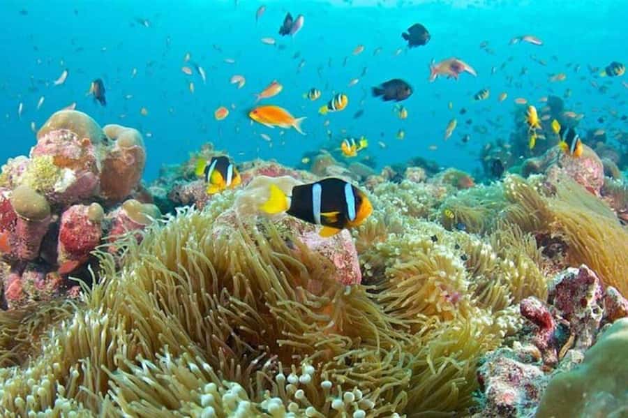 Zanzibar: Full-Day Conservation Safari with BBQ Lunch - A long day on Menai Bay, with several Zanzibar highlights
