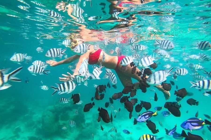 Zanzibar: Full-Day Conservation Safari with BBQ Lunch - Morning snorkeling over two reefs