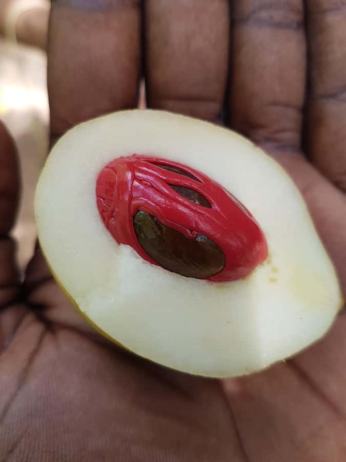 Zanzibar full day Jozani forest + Spice farm and stone town - Jozani Forest and the search for red colobus monkeys