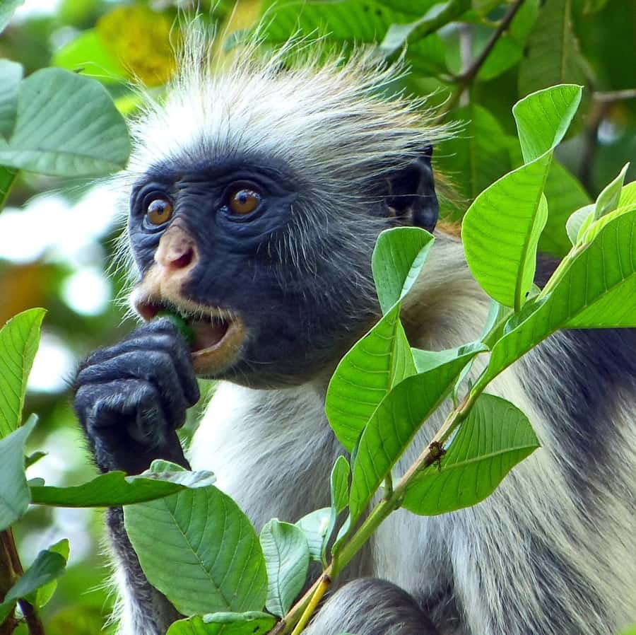 Zanzibar full day Jozani forest + Spice farm and stone town - The mangrove bridge keeps your feet off fragile ground