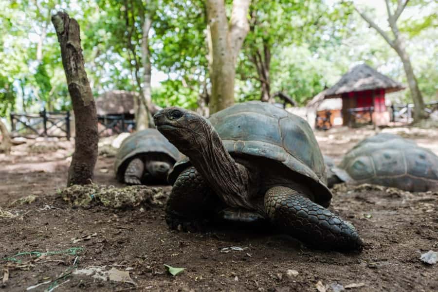 Zanzibar: Half-Day Prison Island, Tortoises and Spices Tour - Key points to know before booking