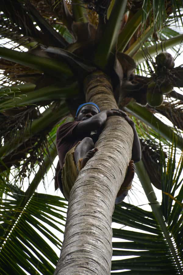 Zanzibar: Half-Day Prison Island, Tortoises and Spices Tour - Is $97 per person good value?