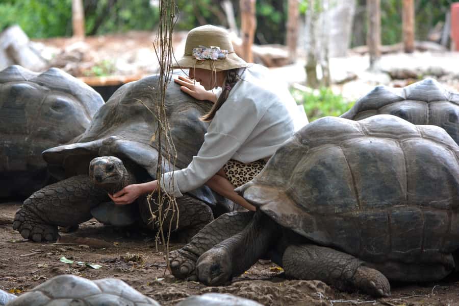 Zanzibar: Half-Day Prison Island, Tortoises and Spices Tour - Hotel pickup and the road to Stone Town