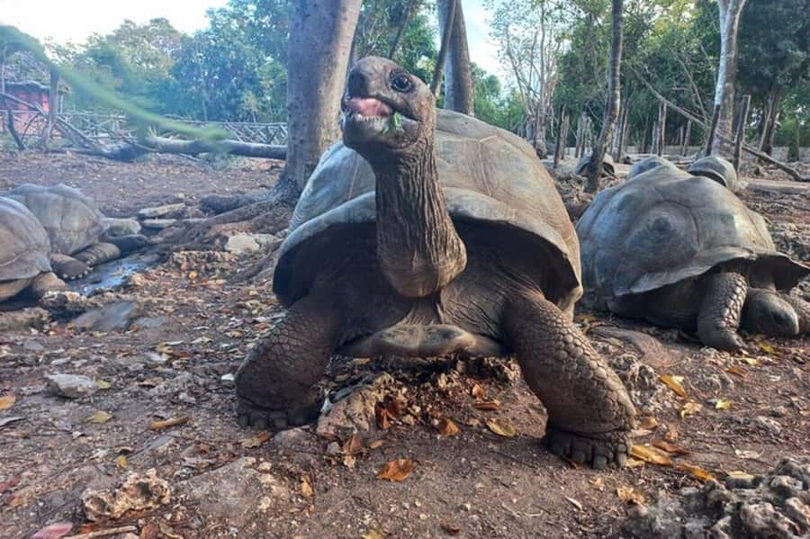 Zanzibar: Half-Day Private in Prison Island Tours - Meeting the giant tortoises up close