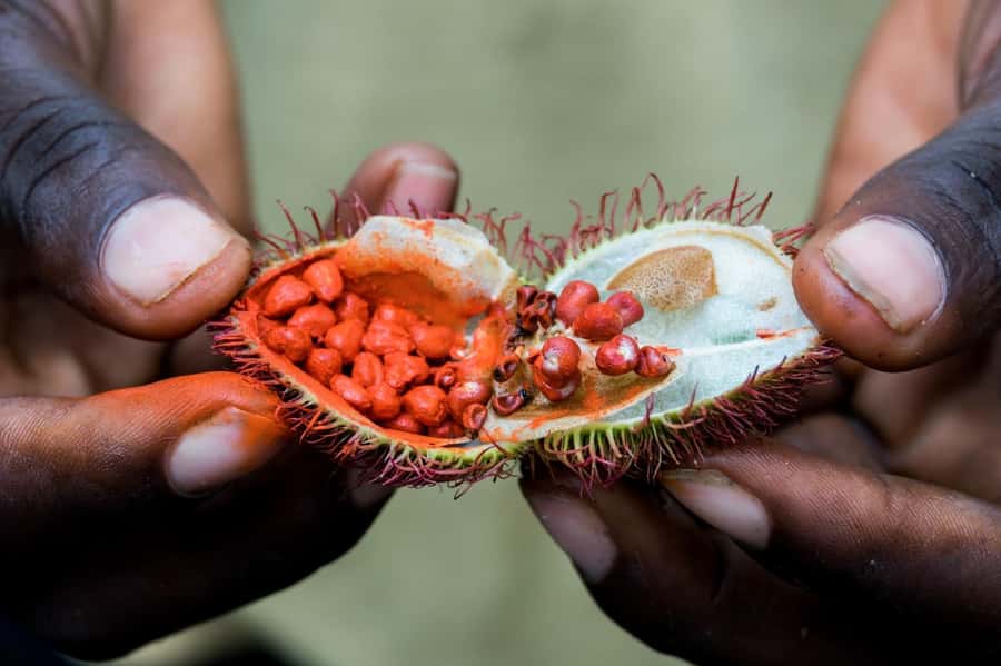 Zanzibar: Half-Day Spice Farm Tour,the flavours of Zanzibar - Why Zanzibar is called Spice Island