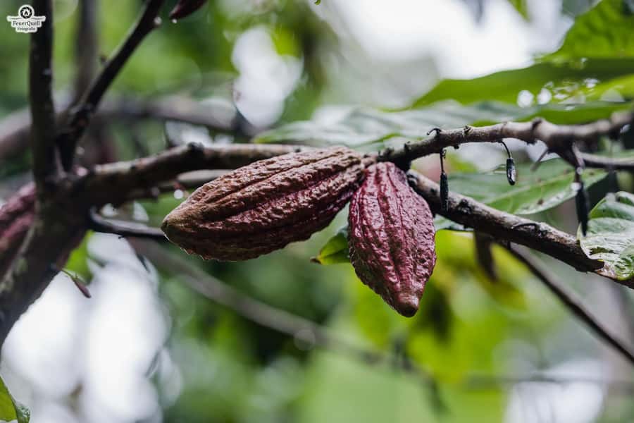 Zanzibar: Half-Day Spice Farm Tour,the flavours of Zanzibar - The jackfruit tasting is a genuine highlight