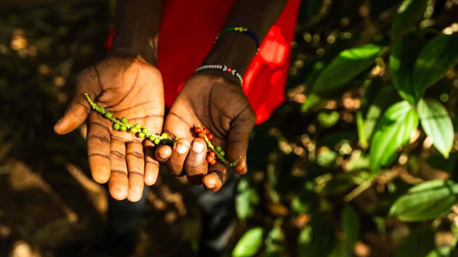 Zanzibar: Half-Day Spice Farm Tour,the flavours of Zanzibar - Flowers, leaves, and a playful farm moment