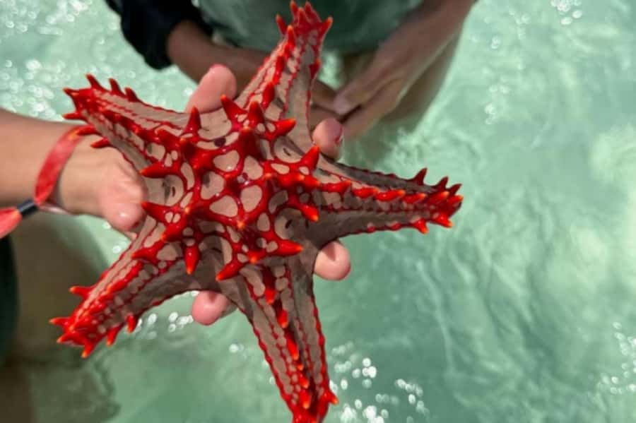 Zanzibar hidden: Starfish, Blue Lagoon, &The Rock Restaurant - Leaving by van and boat