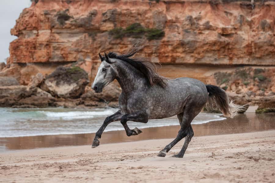 Zanzibar: Horseback Riding and Turtle Aquarium Visit - Riding bareback into Nungwi’s clear water