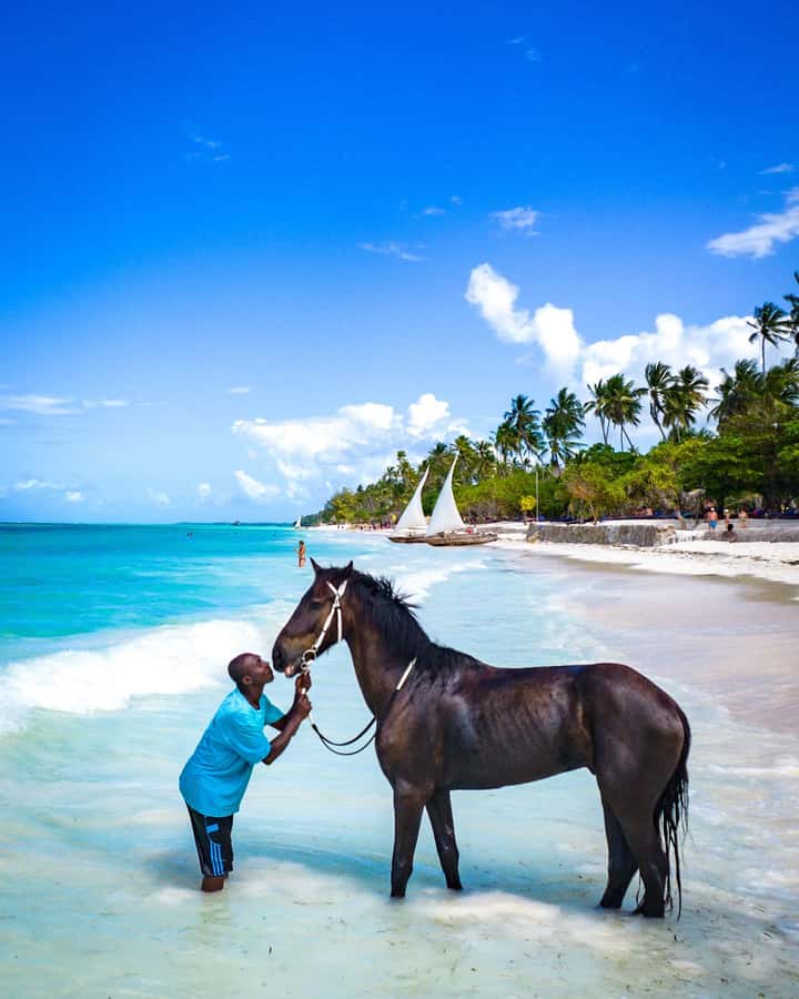 Zanzibar: Horseback Riding and Turtle Swimming Tour - Key points to know before booking