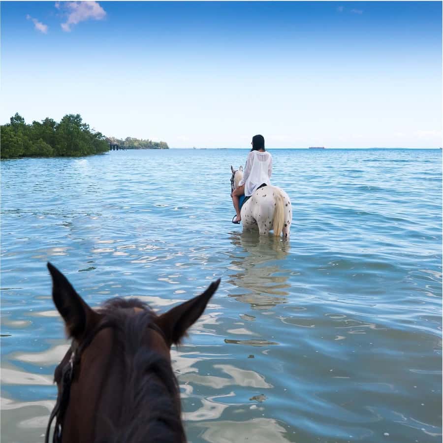 Zanzibar: Horseback Riding and Turtle Swimming Tour - A horse ride that ends in the sea