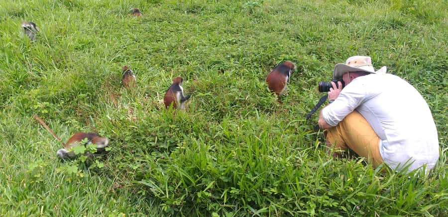 Zanzibar: Jozani Chwaka Bay National Park and Spice Farm … - Key Points to Know Before You Book