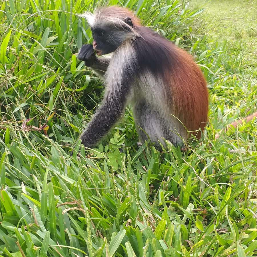 Zanzibar: Jozani Chwaka Bay National Park and Spice Farm … - What You Learn at the Spice Farm