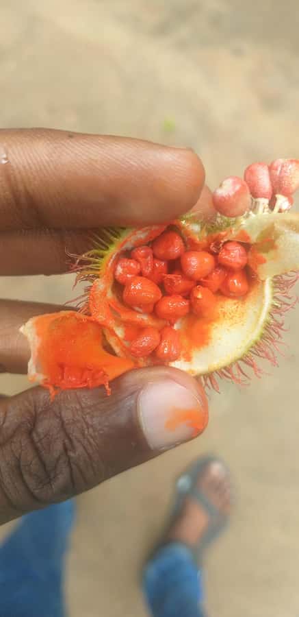 Zanzibar: Jozani Chwaka Bay National Park and Spice Farm … - Walking Through the Forest