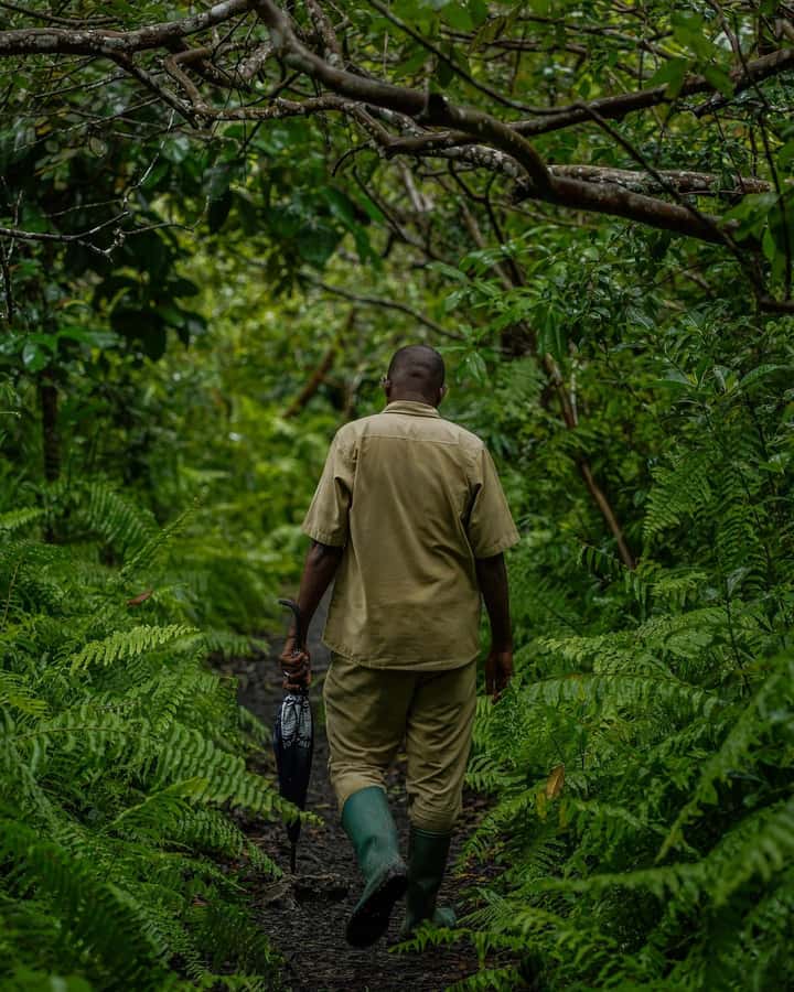 ZANZIBAR; JOZANI FOREST - Key points to know before booking