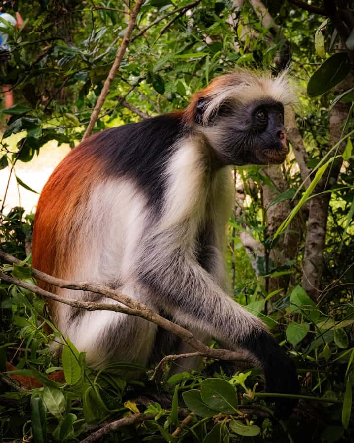 ZANZIBAR; JOZANI FOREST - From forest paths to mangrove water