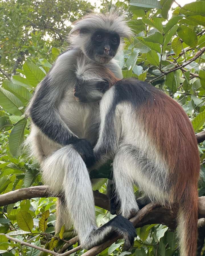 ZANZIBAR; JOZANI FOREST - What Kuza Cave adds to the outing