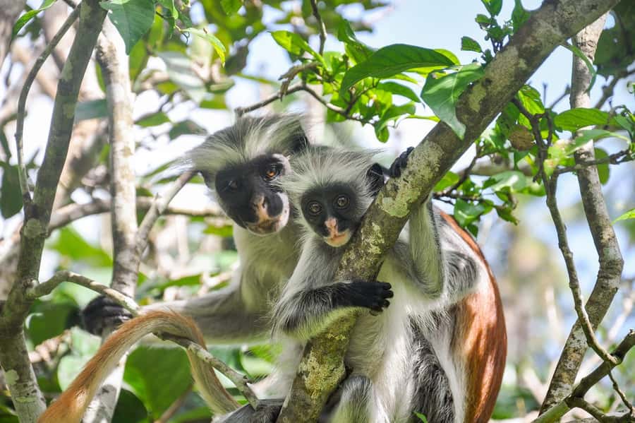 Zanzibar: Jozani Forest and Swim with Sea Turtles. - The mangrove boardwalk offers a quieter change of pace