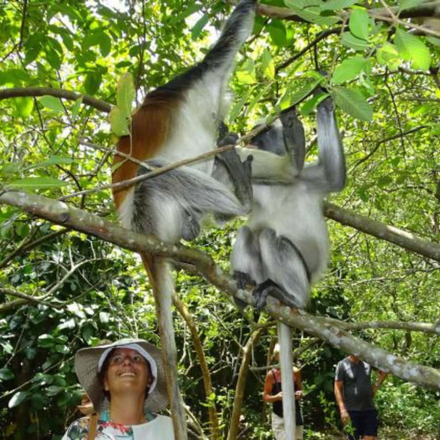 Zanzibar: Jozani Forest and Swim with Sea Turtles. - What the cultural program adds
