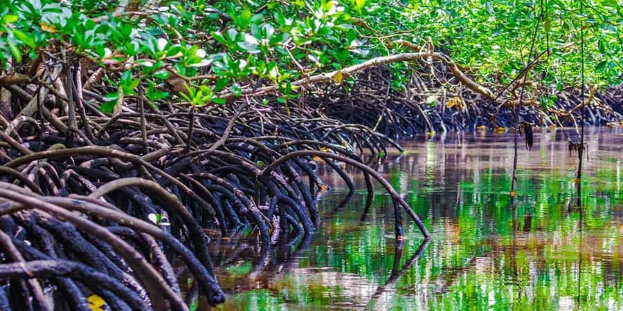 Zanzibar: Jozani Forest and Swim with Sea Turtles. - Jozani Forest and the Red Colobus Monkeys