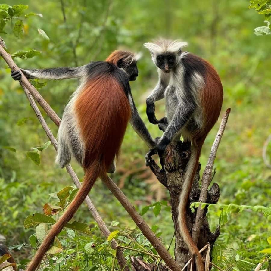 ZANZIBAR: Jozani Forest, butterfly center & Reptile park - Why Jozani Forest is the heart of the day