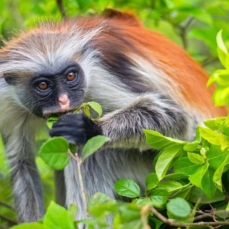 ZANZIBAR: Jozani Forest, butterfly center & Reptile park - Walking the mangrove boardwalks