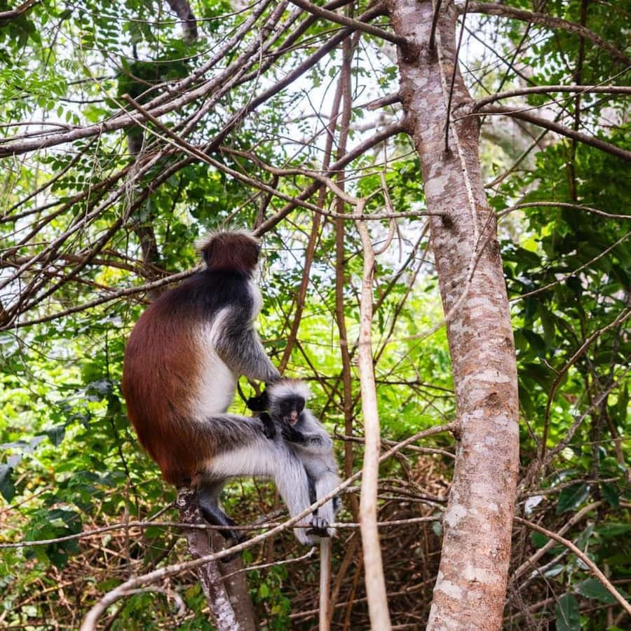 ZANZIBAR: Jozani Forest, butterfly center & Reptile park - What the $90 price covers