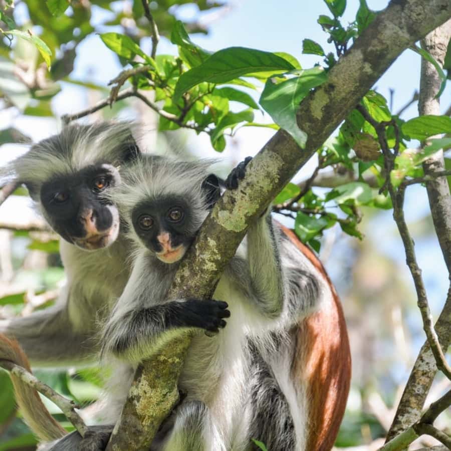 ZANZIBAR: Jozani Forest, butterfly center & Reptile park - Languages, cancellation, and simple preparation