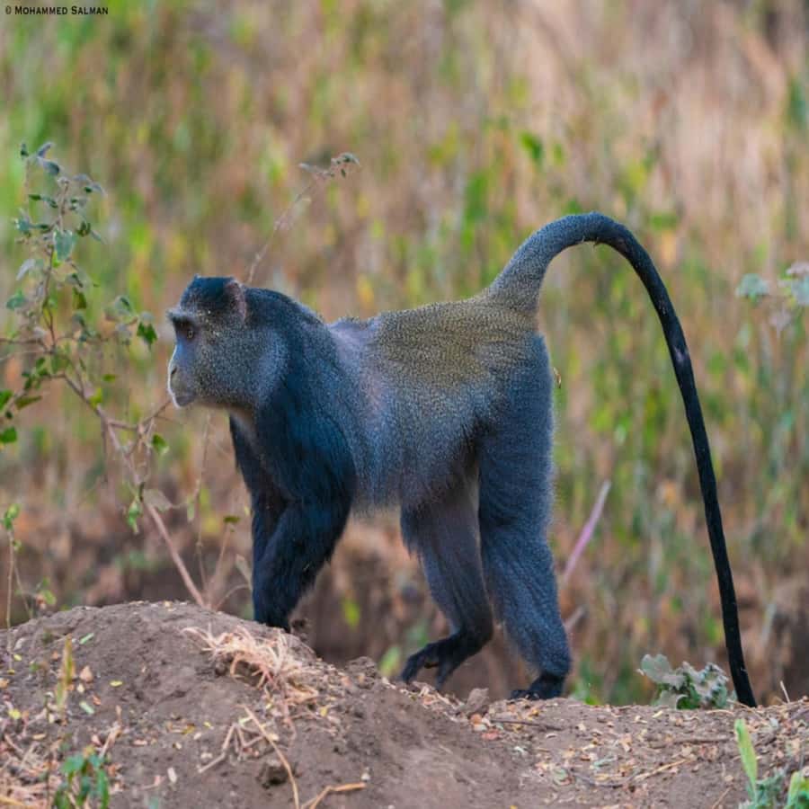 ZANZIBAR: Jozani Forest, butterfly center & Reptile park - Should you book the Jozani, butterfly, and reptile park tour?
