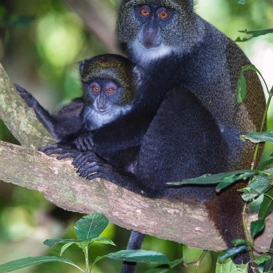 ZANZIBAR: Jozani Forest, butterfly center & Reptile park - A closer look at Zanzibar’s red colobus monkeys