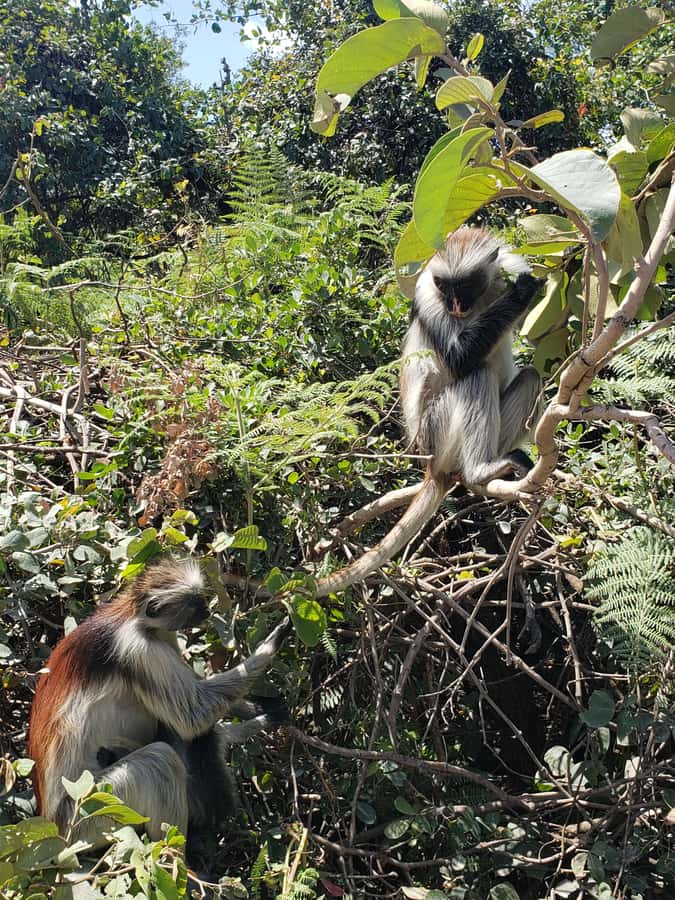 Zanzibar: Jozani forest, Butterfly center & Salaam cave tour - Forty minutes among butterflies and chameleons
