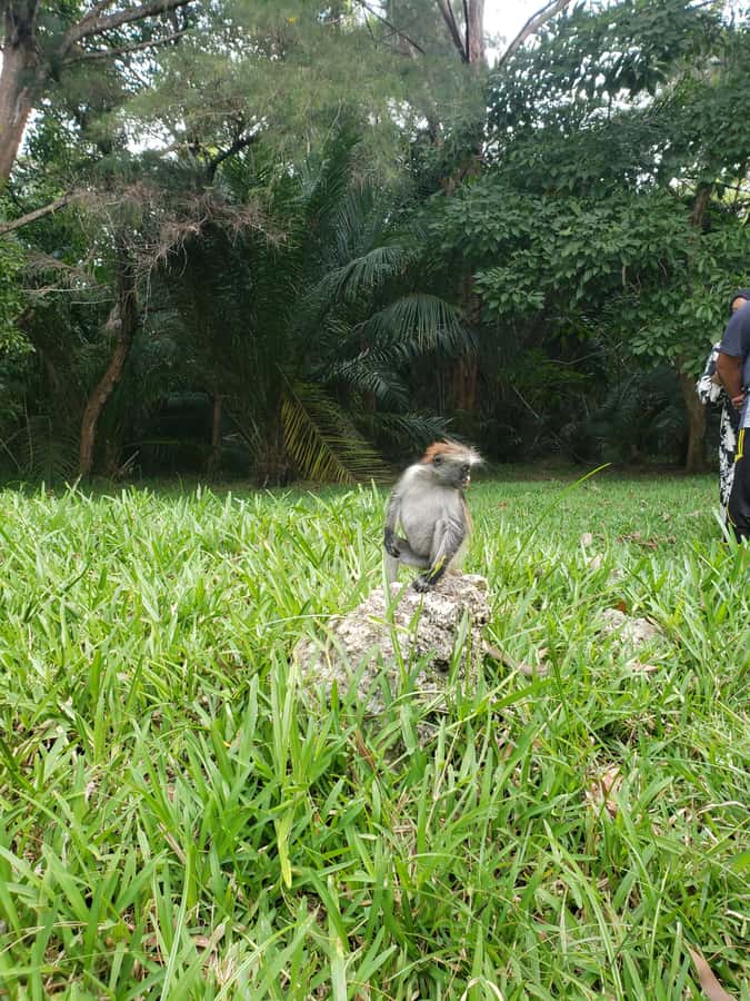 Zanzibar: Jozani forest, Butterfly center & Salaam cave tour - Is $86 a fair price?