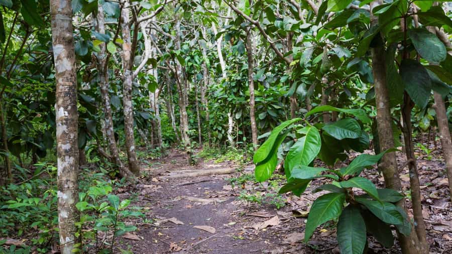 Zanzibar: Jozani forest, Butterfly center & Salaam cave tour - What to bring and who should book