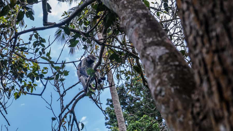 Zanzibar: Jozani Forest Guided Tour,Red Colobus and transfer - Why Jozani Forest deserves a place in your Zanzibar plans