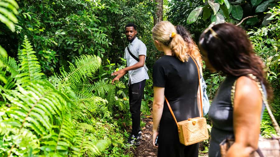 Zanzibar: Jozani Forest Guided Tour,Red Colobus and transfer - The mangrove boardwalk adds a second habitat