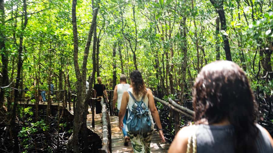 Zanzibar: Jozani Forest Guided Tour,Red Colobus and transfer - What the timing really means