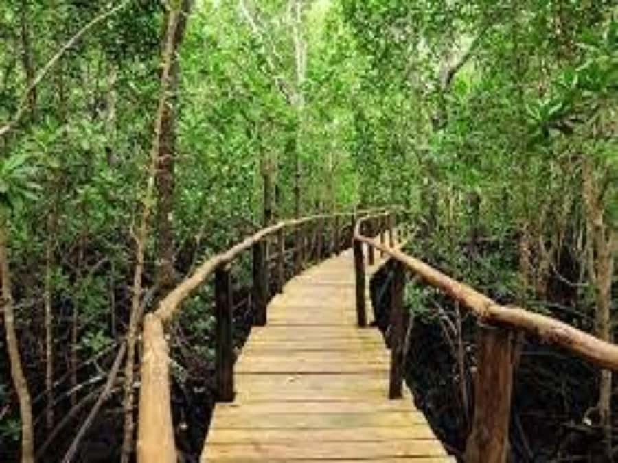 Zanzibar: Jozani Forest Guided Tour,Red Colobus and transfer - Who will enjoy this forest visit