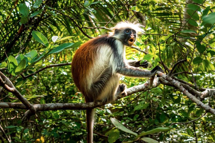 Zanzibar: Jozani Forest Guided Tour,Red Colobus and transfer - Entering the hardwood forest with a local guide