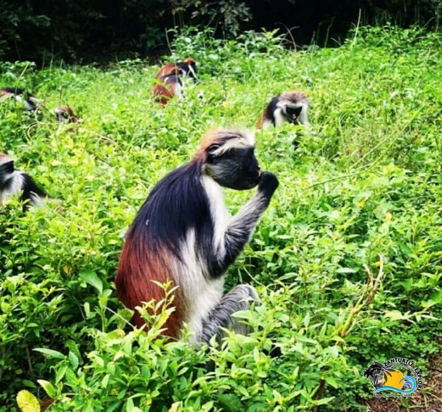 Zanzibar: Jozani Forest, Kuza Cave & Salaam Cave Aquarium - How the 7 to 8 hours usually feel