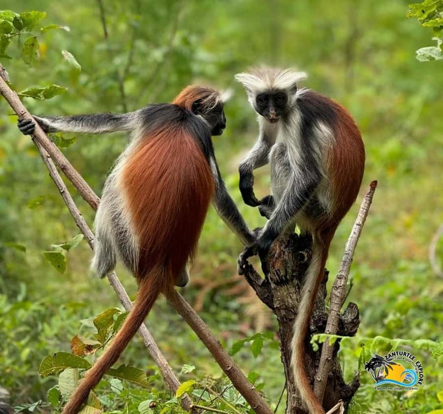 Zanzibar: Jozani Forest, Kuza Cave & Salaam Cave Aquarium - Language, pickup, and the small details that matter