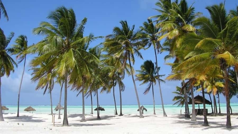 Zanzibar: Jozani forest + Kuza cave visit & Paje beach tour - Who should book this Zanzibar combination tour?