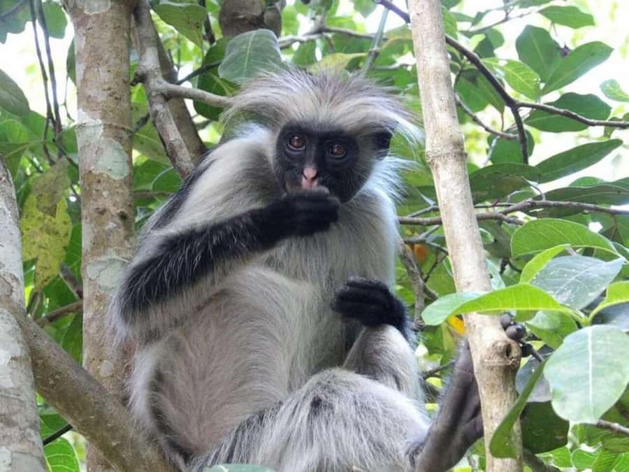 ZANZIBAR: Jozani Forest Monkey Tour and The Rock Restaurant - Is $99 a fair price?