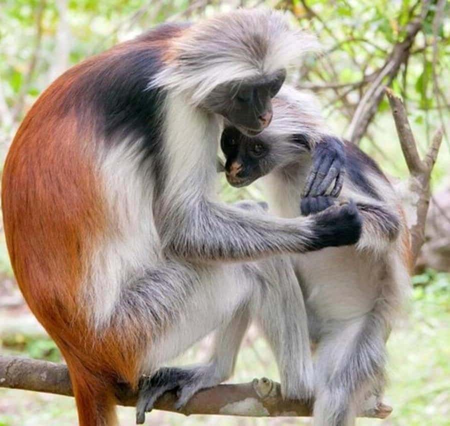 ZANZIBAR: Jozani Forest Monkey Tour and The Rock Restaurant - Who will enjoy this combination