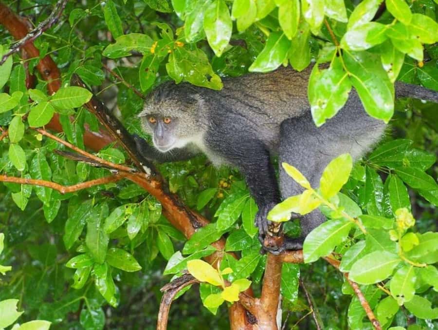ZANZIBAR: Jozani Forest Monkey Tour and The Rock Restaurant - What to bring and what to confirm