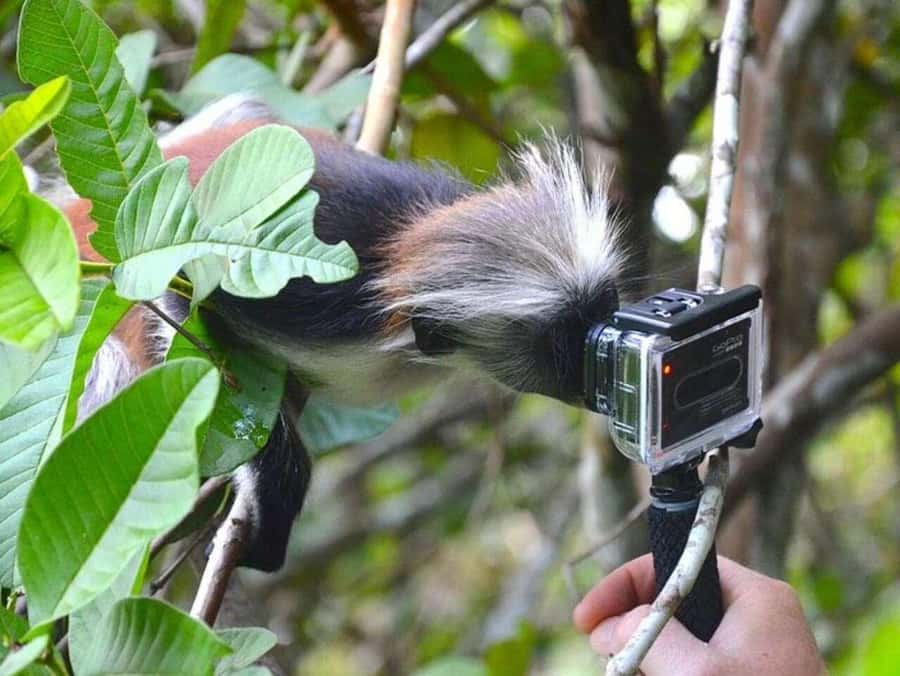 ZANZIBAR: Jozani Forest Monkey Tour and The Rock Restaurant - Should you book the Jozani and Rock combination?