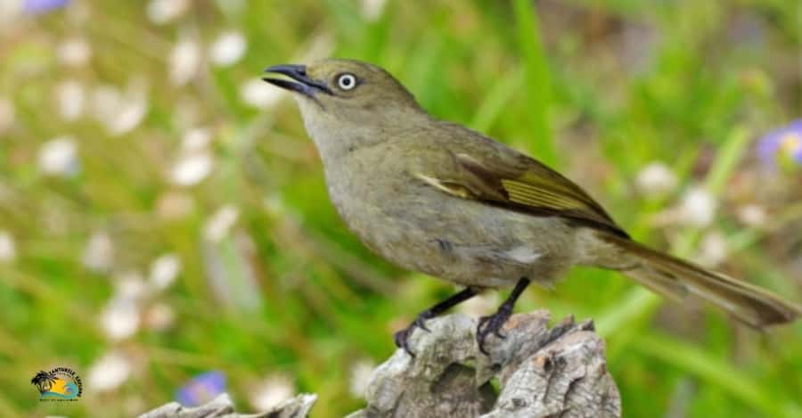 Zanzibar: Jozani Forest National Park Guided Tour - Key points to know before you go