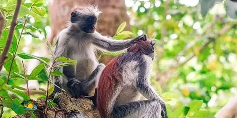 Zanzibar: Jozani Forest National Park Guided Tour - Why Jozani Forest is worth your morning