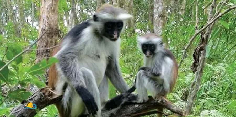 Zanzibar: Jozani Forest National Park Guided Tour - Walking beneath the hardwood trees