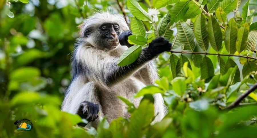 Zanzibar: Jozani Forest National Park Guided Tour - Guide language and group arrangements